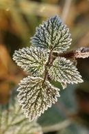1033 Frost Coated Blackberry Leaves (Rubus fruticosus).
